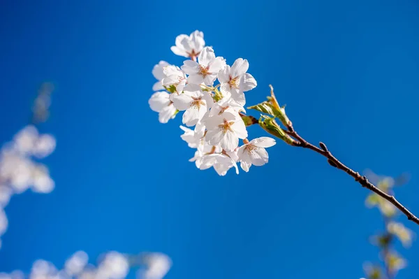 Clear Blue Sky Sakura Branch Hora Florecer Primavera Con Luz — Foto de Stock