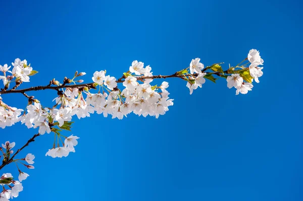 Clear Blue Sky Sakura Branch Blooming Time Springtime Sunlight — стоковое фото