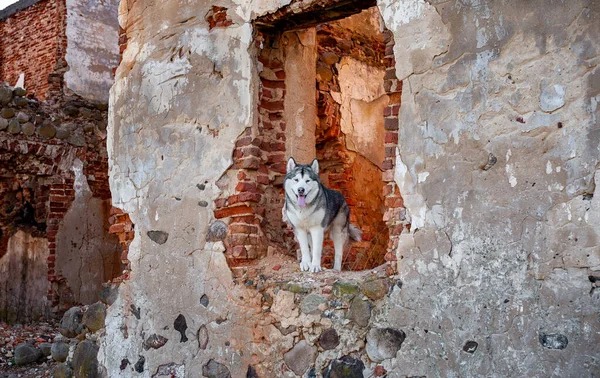 Alaskan Malamute Debout Sur Les Ruines Vieux Bâtiment — Photo
