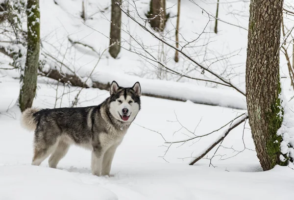 Mladý Aljašský Malamutský Pes Stojící Zasněženém Lese — Stock fotografie