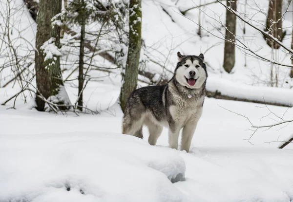 Mladý Aljašský Malamutský Pes Stojící Zasněženém Lese Otevřít Ústa — Stock fotografie