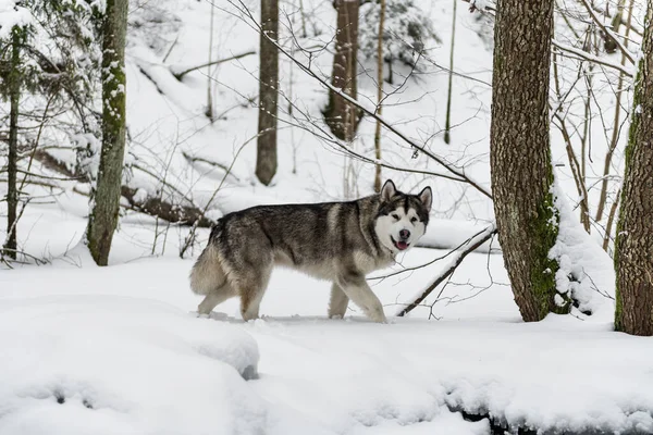 Jonge Alaska Malamute Hond Wandelen Snowy Forest — Stockfoto