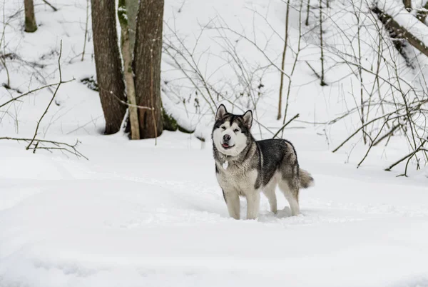Mladý Aljašský Malamutský Pes Stojící Zasněženém Lese Otevřít Ústa — Stock fotografie