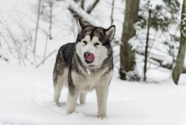 Young Alaskan Malamute Dog Standing Snowy Forest Portrait Open Mouth — Stockfoto