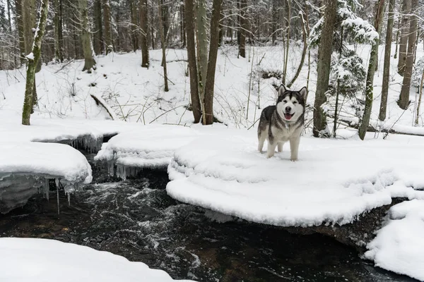 Jonge Alaska Malamute Hond Staande Snowy Forest Stromende Rivier Voorgrond — Stockfoto
