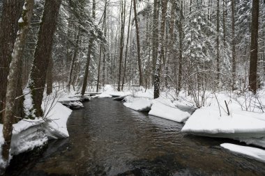 Snowy Winter Landscape with River in Forest. Flowing Water and Breaking Ice. Nature