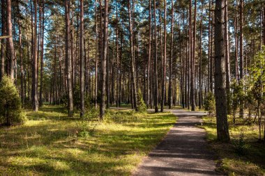 Pine Forest with Path. Sunlight and Shadows on Moss.