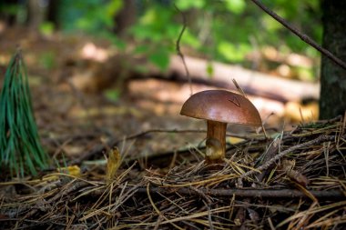 Gyroporus Mushroom in the nature