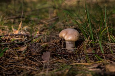 Cortinarius Caperatus, Commonly Known as the Gypsy Mushroom