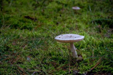 Pine Trees Forest and Path. Lithuania