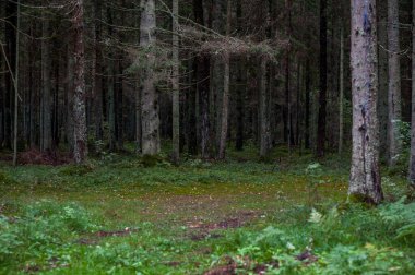 Moss ve Trees Around 'lu orman. Litvanya.