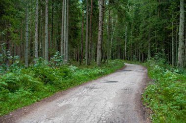 Ormanda yol. Çevrede yeşil ağaçlar.