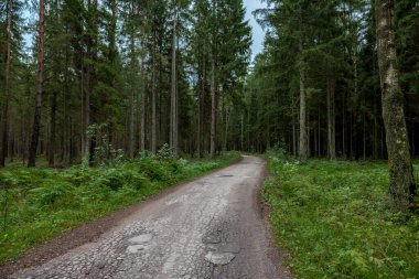 Lithuanian Forest with Path. Tree and Moss.