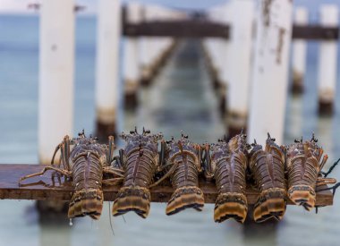 Raw Lobster on the beach. Ready to be cooked