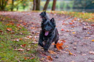 Cairn Terrier Dog Running on the grass. Autumn Background.