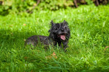 Cairn Terrier Dog on the grass
