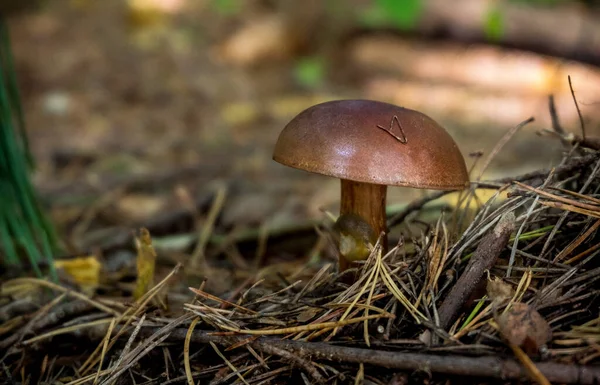 Gyroporus Mushroom Nature — ストック写真