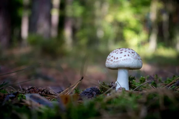Amanita Phalloides Death Cap Mushroom — Photo