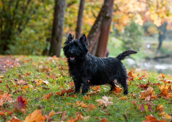 Cairn Terrier Dog Standing Grass Autumn Background — Foto de Stock