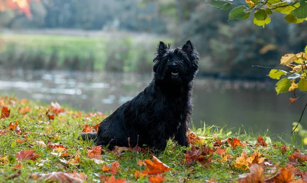Cairn Terrier Hund Gresset Bakgrunn Høst – stockfoto