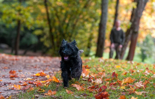 Cairn Terrier Köpek Yürüyüşü Sonbahar Arkaplanı — Stok fotoğraf