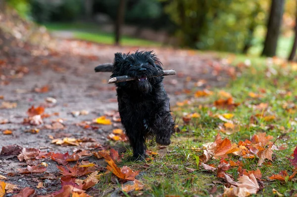 Cairn Terrier Köpeği Mouth Bir Dalla Çimlerde Koşuyor Sonbahar Arkaplanı — Stok fotoğraf