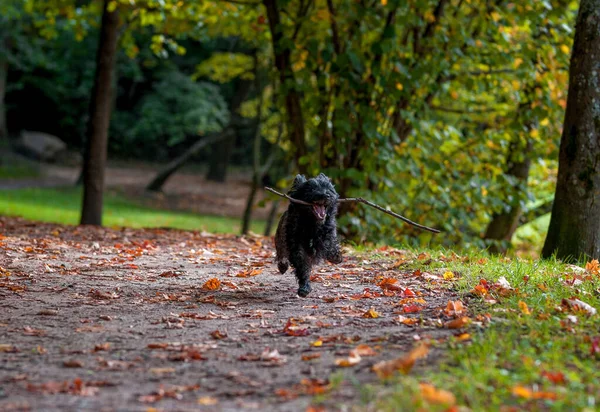 Cairn Terrier Dog Biegający Trawie Gałęzią Ustach Jesienne Tło — Zdjęcie stockowe