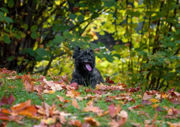 Cairn Terrier Dog Grass Autumn Leaves Background — Foto de Stock