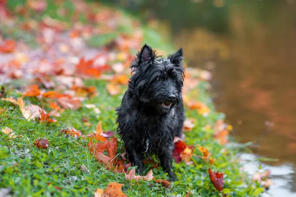 Cairn Terrier Dog Grass Autumn Leaves Background Portrait — Foto de Stock