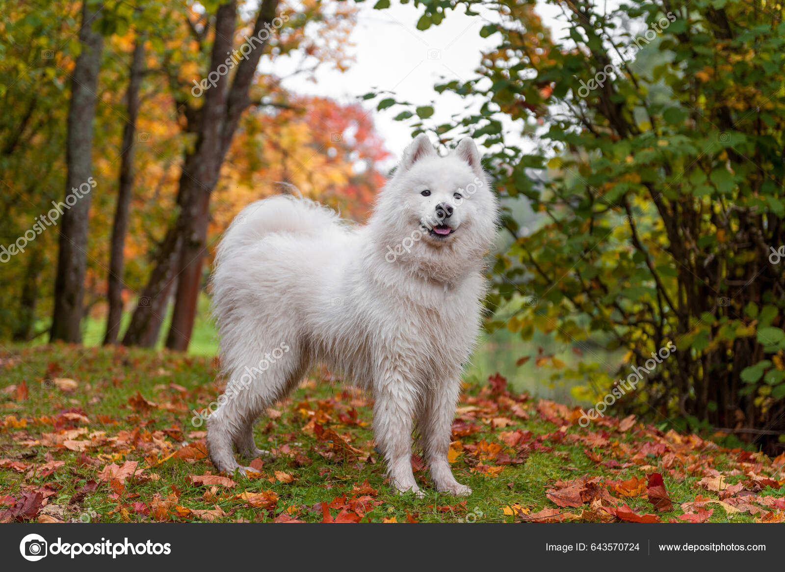 Wet Samoyed Dog Grass Autumn Maple Leaves Background — Stock Photo