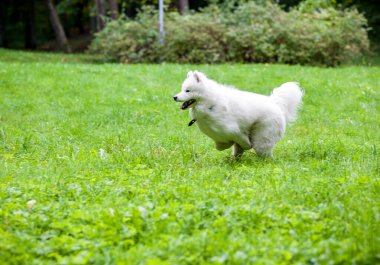 Mutlu Samoyed Köpeği Çimenlerde koşuyor