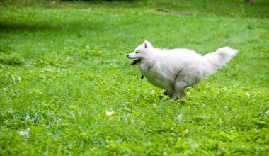 Mutlu Samoyed Köpeği Çimenlerde koşuyor