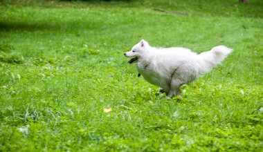 Happy Samoyed Dog Running on the grass