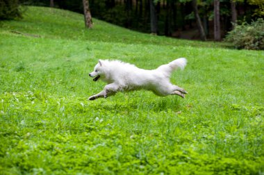 Mutlu Samoyed Köpeği Çimenlerde koşuyor