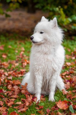 Mutlu Samoyed çimlerin üzerinde oturuyor. Sonbahar Yaprakları ve Arkaplanı.