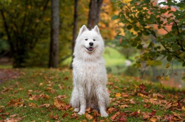 Islak Samoyed Dog çimlerin üzerinde. Sonbahar Akçaağaç Yaprakları Arkaplanda.