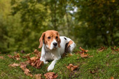 Beagle Dog çimlerin üzerinde yatıyor. Arka planda Sonbahar Yaprakları.