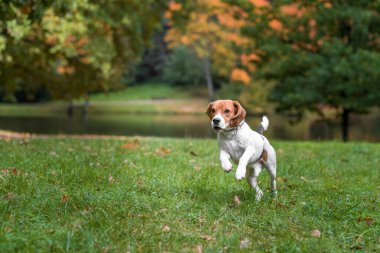 Beagle köpek çim üzerinde çalışan.