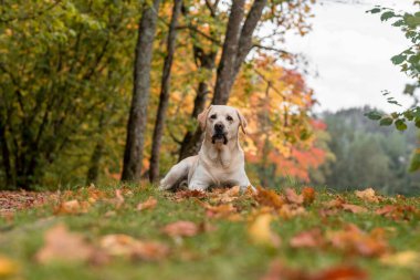 Happy Labrador Retriever Dog Sitting on the grass. Autumn Leaves in Background.