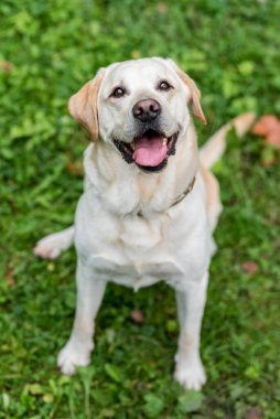 Happy Labrador Retriever Dog Sitting on the grass. Open Mouth. Portrait.