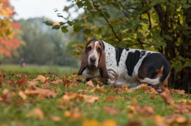 Basset av köpeği sonbahar çimlerinde. Portre.