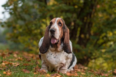 Basset av köpeği sonbahar çimlerinde. Portre.