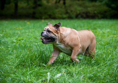 İngiliz Bulldog Çimenlerde Koşan Köpek. Ağzını Aç