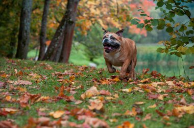 English Bulldog Dog Running on the Grass. Autumn Leaves in Background