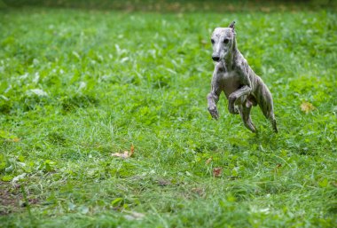 Whippet Dog Running on the Grass.