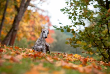 Whippet Dog Lying on the Grass. Autumn Leaves in Background