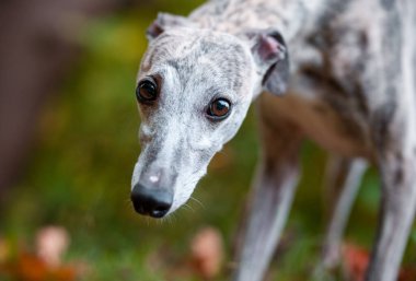 Whippet Dog Face Portrait
