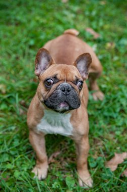 French Bulldog Standing on the grass. Portrait