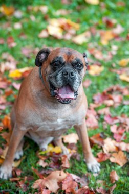 Boxer Breed Dog on the grass. Autumn Leaves in Background. Portrait, Open Mouth.