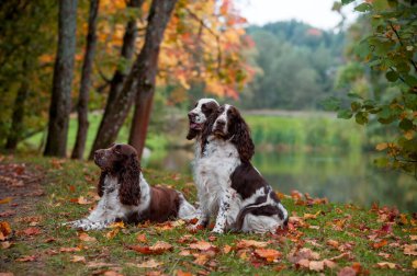 Three English Springer Spaniels Sitting on the grass. Autumn Background